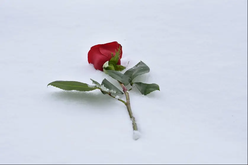 rosa roja