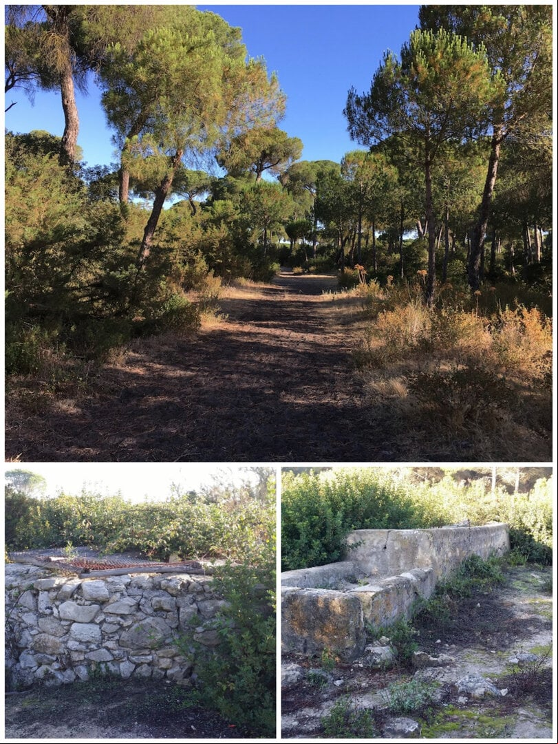 Pinar de la Algaida y restos de Luciferi Fanun